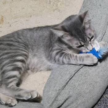 Ruth -  Domestic Short Hair Cat Available for Adoption in Traverse City, Michigan - Ruth | PetCurious