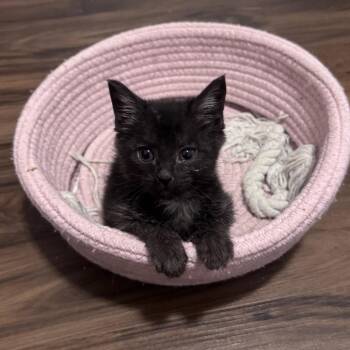 Orzo -  Domestic Short Hair Cat for Adoption in Salt Lake City, Utah - Orzo | PetCurious