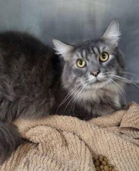 Zeus -  Domestic Long Hair Cat for Adoption in Bucyrus, Ohio - Zeus | PetCurious