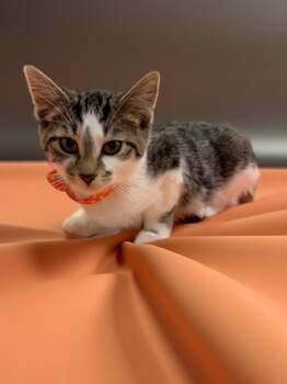 Bailey -  Domestic Short Hair Cat for Adoption in Syosset, New York - Bailey | PetCurious