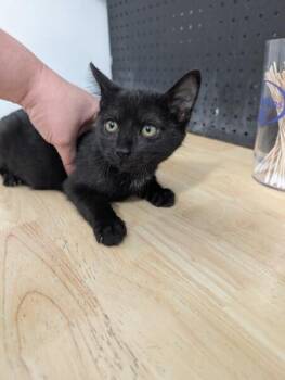 Domestic Short Hair Cats Available for Adoption - Flan | PetCurious