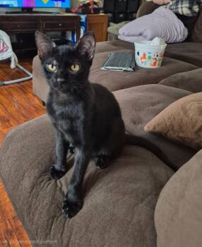 Bagheera -  Domestic Short Hair Cat for Adoption in Oceanside, California - Bagheera | PetCurious