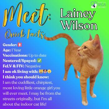 Domestic Short Hair Cats Available for Adoption in Fulton, New York - Lainey Wilson | PetCurious