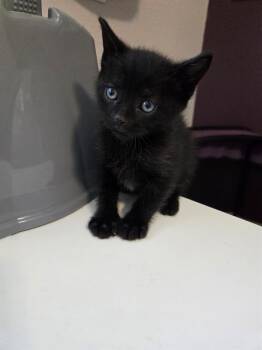 TED -  Domestic Short Hair Cat for Adoption in Kent, Washington - TED | PetCurious