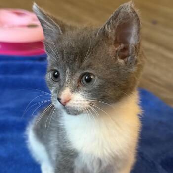 Honeycrisp -  Domestic Short Hair Cat for Adoption in Mentor, Ohio - Honeycrisp | PetCurious