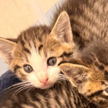 Newt -  Domestic Short Hair Cat for Adoption in Evansville, Indiana - Newt | PetCurious