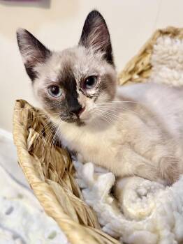 Mittens (bonded with Fuzzy Socks) -  Siamese Cat for Adoption in San Francisco, California - Mittens (bonded With Fuzzy Socks) | PetCurious