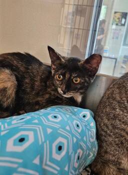 July -  Domestic Short Hair Cat for Adoption in Disputanta, Virginia - July | PetCurious