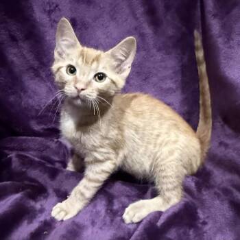 Cornbread -  Domestic Short Hair Cat for Adoption in Smithville, Tennessee - Cornbread | PetCurious