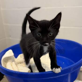 Domestic Short Hair Cats Available for Adoption in Slidell, Louisiana - Moe | PetCurious