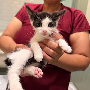 Chocolate Chip -  Domestic Short Hair Cat for Adoption in Los Angeles, California - Chocolate Chip | PetCurious