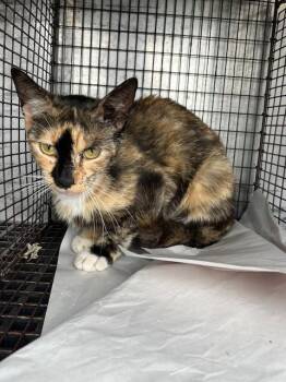 Domestic Short Hair Cats Available for Adoption in Doral, Florida - CHASE | PetCurious