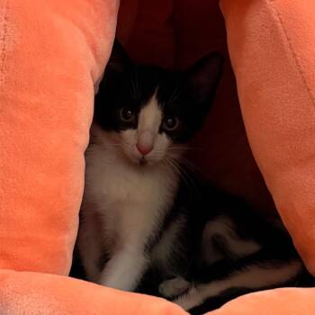 Sunshine -  Domestic Short Hair Cat for Adoption in South Elgin, Illinois - Sunshine | PetCurious