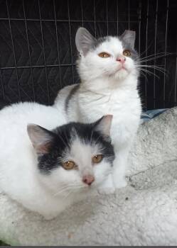 Rescue Domestic Short Hair Cats for Adoption in Medina, Ohio - Riley | PetCurious