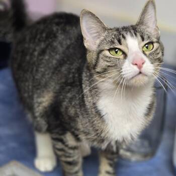 Honey -  Domestic Short Hair Cat Available for Adoption in Jarrettsville, Maryland - Honey | PetCurious