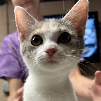 Girlie pop -  Domestic Short Hair Cat for Adoption in Newport, North Carolina - Girlie Pop | PetCurious