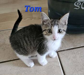 Tom -  Domestic Short Hair Cat for Adoption in Kitchener, Ontario - Tom | PetCurious