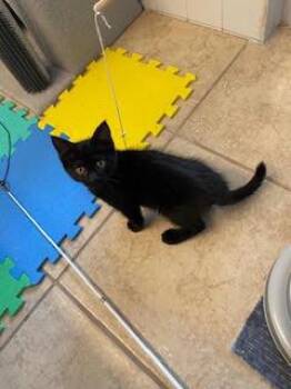 Stratus -  Domestic Short Hair Cat for Adoption in Fort Collins, Colorado - Stratus | PetCurious