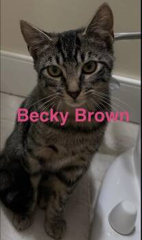 Becky Brown - The "B" Kittens -  Domestic Short Hair Cat for Adoption in Yardley, Pennsylvania - Becky Brown - The "B" Kittens | PetCurious