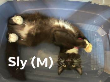 Sly -  Domestic Medium Hair Cat for Adoption in Weaverville, California - Sly | PetCurious