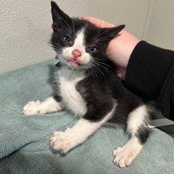 Kai* -  Domestic Short Hair Cat for Adoption in San Gabriel, California - Kai* | PetCurious