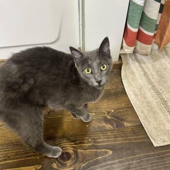 Sheba -  Domestic Short Hair Cat for Adoption in Durango, Colorado - Sheba | PetCurious