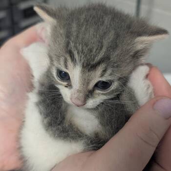 Domestic Medium Hair Cats Available for Adoption in West Olive, Michigan - Crisco | PetCurious