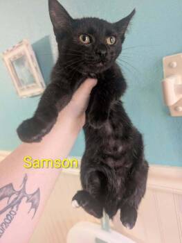 Domestic Short Hair Cats Available for Adoption - Samson | PetCurious