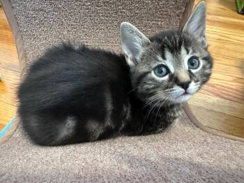 Tabby Cats Available for Adoption - Jack | PetCurious