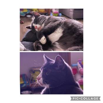 Rescue Domestic Short Hair Cats for Adoption in Salem, New York - Noelle | PetCurious