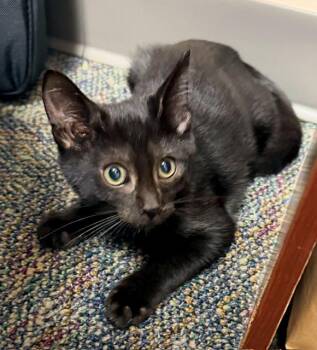 Leonidas (Leo) -  Domestic Short Hair Cat for Adoption in Lake Monroe, Florida - Leonidas (Leo) | PetCurious