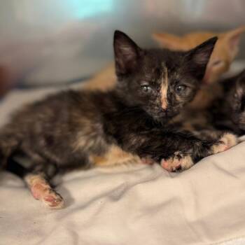 Cellie -  Domestic Short Hair Cat for Adoption in Lake Panasoffkee, Florida - Cellie | PetCurious