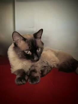 GREG -  Siamese Cat for Adoption in West Valley City, Utah - GREG | PetCurious