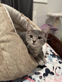 Zendaya - KITTEN in foster -  Domestic Short Hair Cat for Adoption in Alexandria, Virginia - Zendaya - KITTEN In Foster | PetCurious