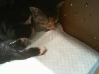 Domestic Short Hair Cats Available for Adoption in Charlotte, North Carolina - MAPLE | PetCurious