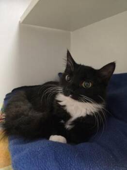 Joan Jett -  Domestic Medium Hair and Domestic Short Hair Cat for Adoption in Savannah, Georgia - Joan Jett | PetCurious