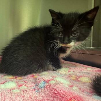 Domestic Short Hair Cats Available for Adoption in Columbus, Georgia - Bean | PetCurious