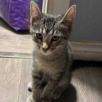 Stripe -  Domestic Short Hair Cat for Adoption in Lewisville, Texas - Stripe | PetCurious