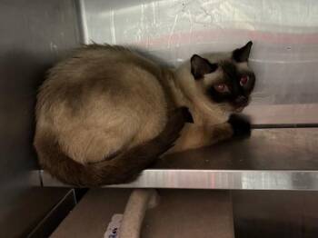 Domestic Short Hair Cats Available for Adoption in Louisville, Kentucky - A796881 | PetCurious