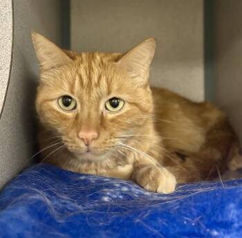 Rescue Domestic Short Hair Cats for Adoption in Aliquippa, Pennsylvania - PUMPKIN | PetCurious