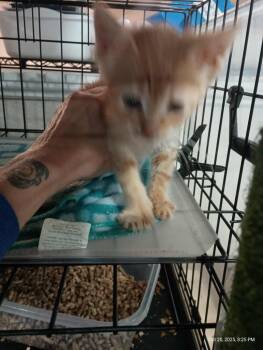 Rescue Domestic Short Hair Cats for Adoption in Liberty, New York - Pumpkin Kitten | PetCurious