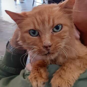 Rescue Domestic Short Hair Cats for Adoption in Myrtle Beach, South Carolina - Beulah - 14 Yo Senior | PetCurious