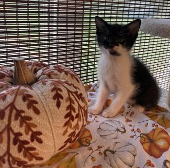Cassius -  Domestic Short Hair Cat for Adoption in Bethel, Ohio - Cassius | PetCurious