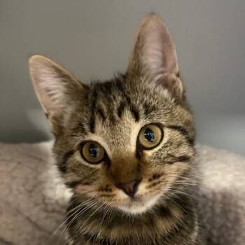 Rescue Domestic Short Hair Cats for Adoption in Bismarck, North Dakota - Roarie Fox Big Kitten - Lime Green | PetCurious