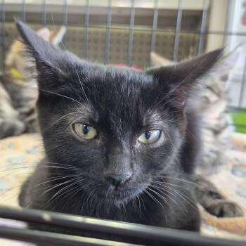 Obsidian -  Domestic Short Hair Cat for Adoption in Eugene, Oregon - Obsidian | PetCurious