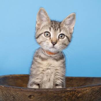 Teddy -  Domestic Short Hair Cat for Adoption in Franklin, Tennessee - Teddy | PetCurious