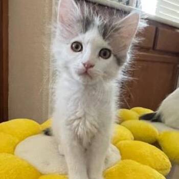 Domestic Short Hair Cats Available for Adoption in Las Vegas, Nevada - Boo | PetCurious