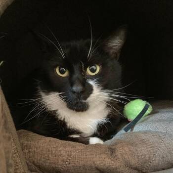 Blackjack -  Domestic Short Hair Cat for Adoption in Fairfax Station, Virginia - Blackjack | PetCurious