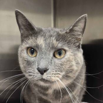 Rescue Domestic Short Hair Cats for Adoption in Gloucester, Virginia - Pearl | PetCurious