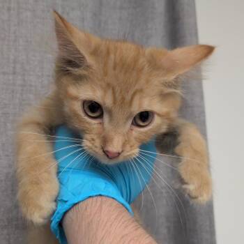 Ross -  Domestic Short Hair Cat for Adoption in Hattiesburg, Mississippi - Ross | PetCurious